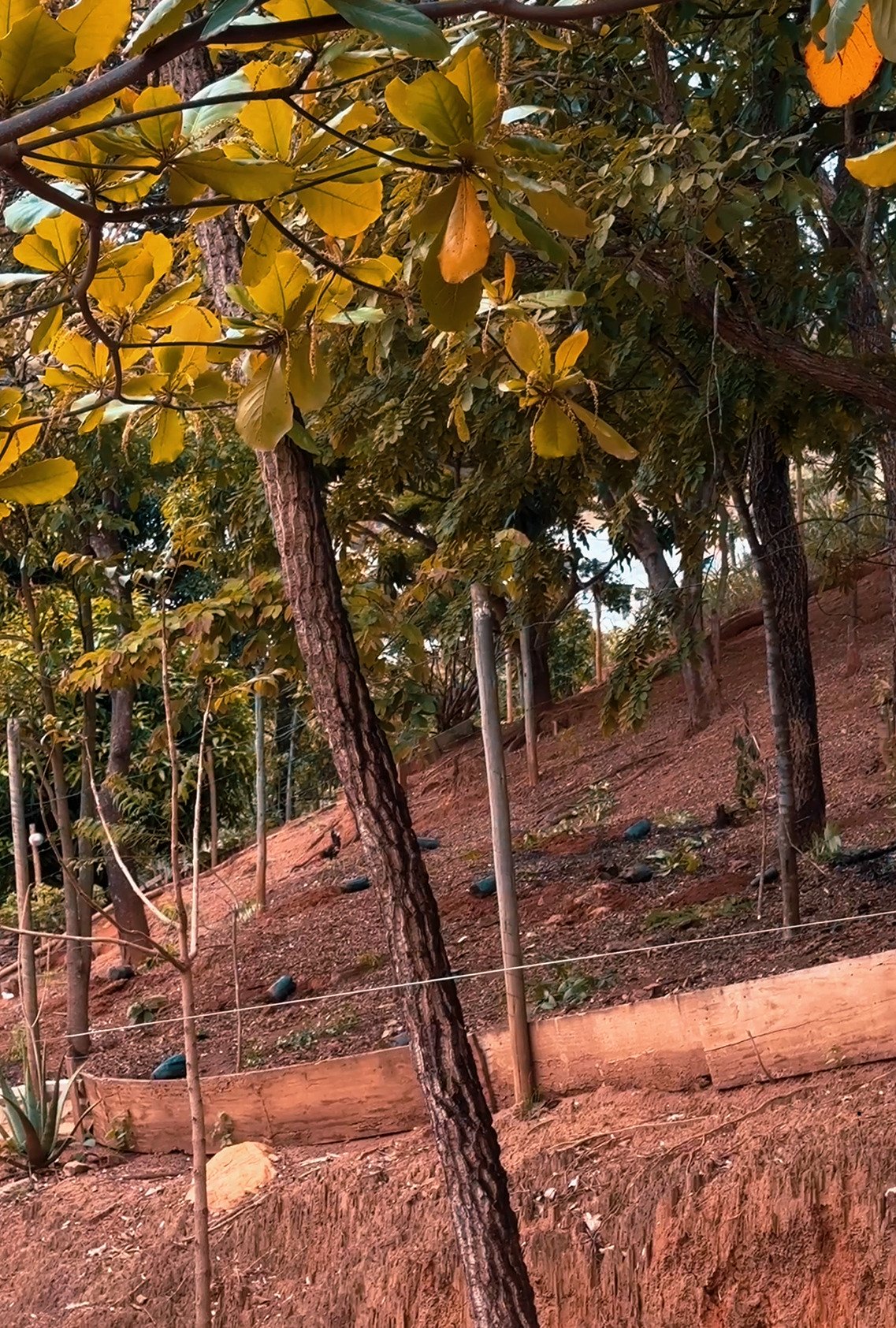Captura de tela 2026-09-23 154258